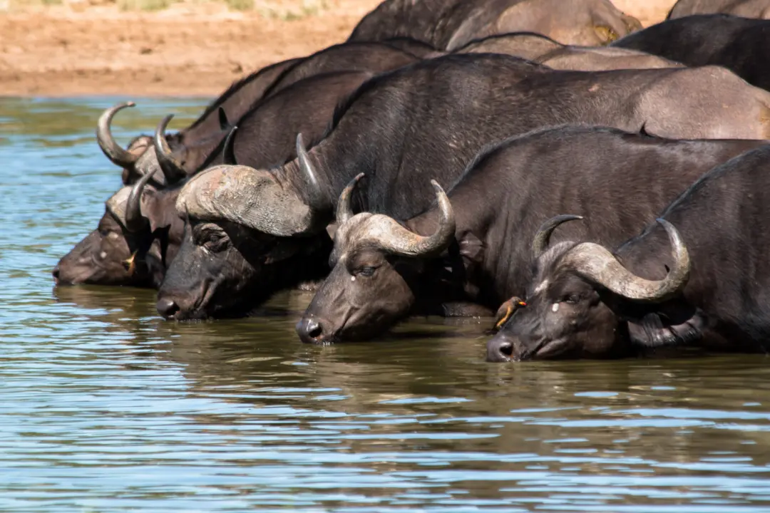 Des buffles s'abreuvant en Afrique du Sud