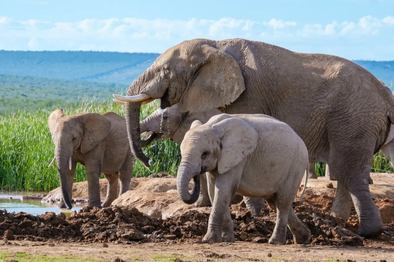 Une famille d'éléphants en Afrique du Sud