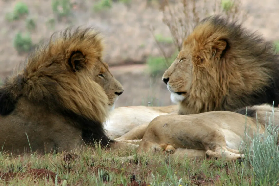 Des lions dans le parc Kruger en Afrique du Sud