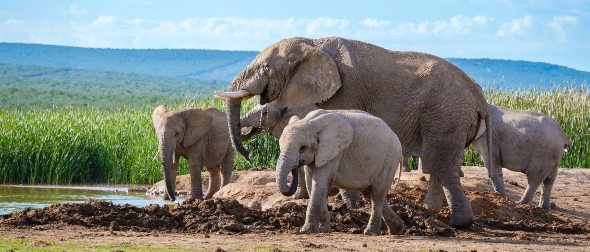 Une famille d'éléphants en Afrique du Sud