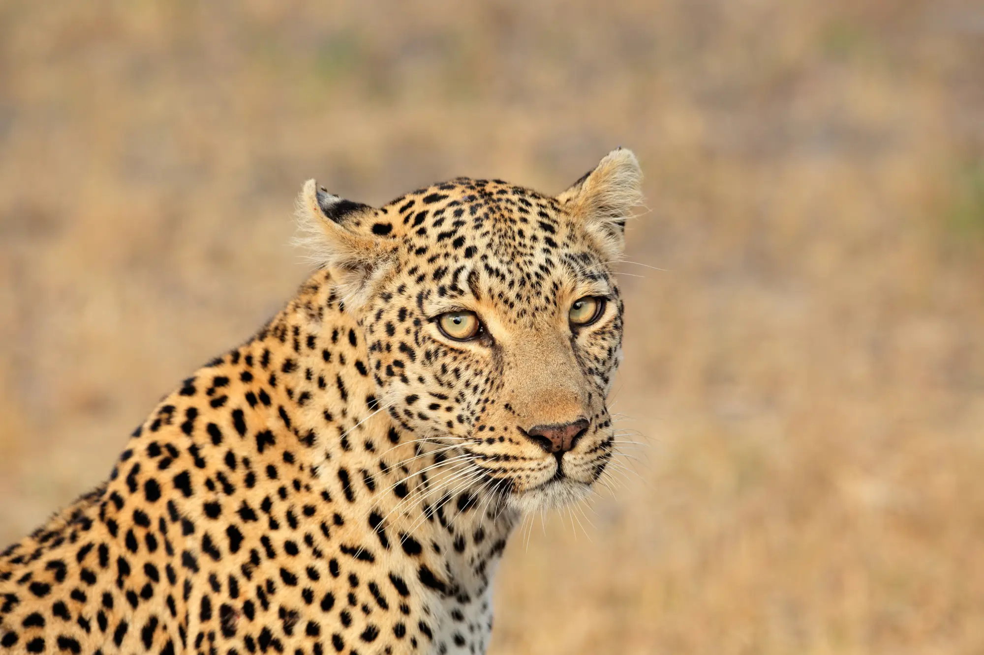 Un léopard dans la savane africaine