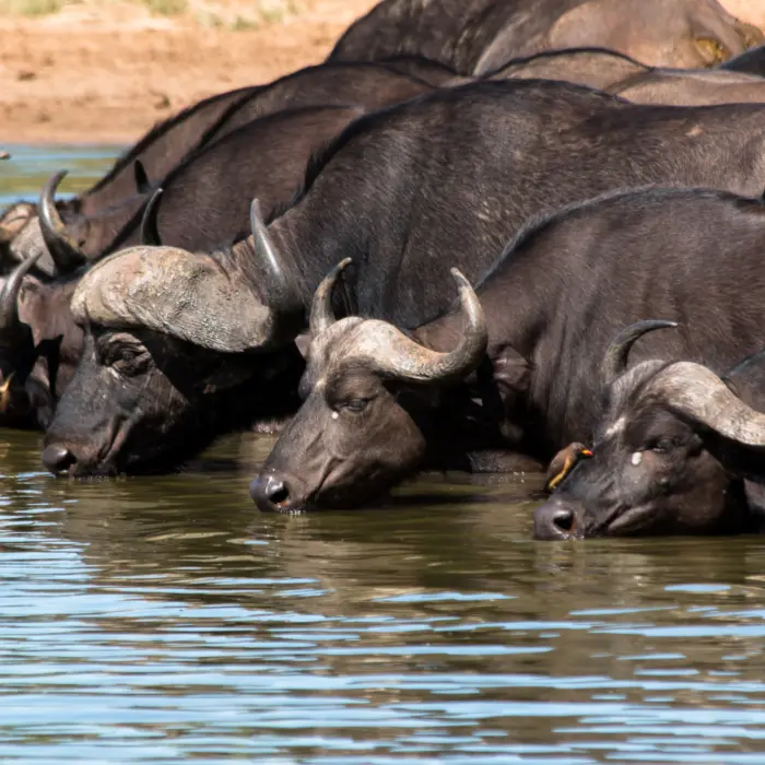 Des buffles s'abreuvant en Afrique du Sud