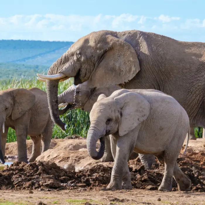 Une famille d'éléphants en Afrique du Sud