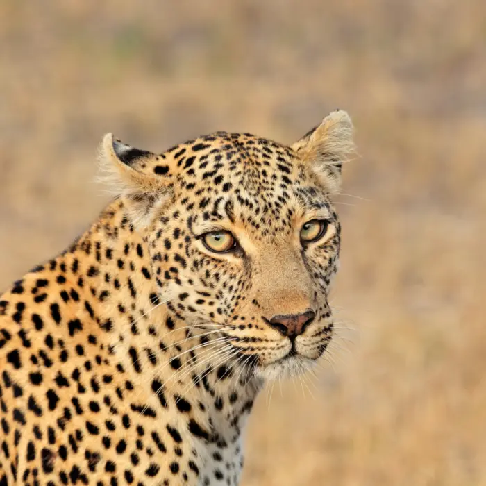 Un léopard dans la savane africaine