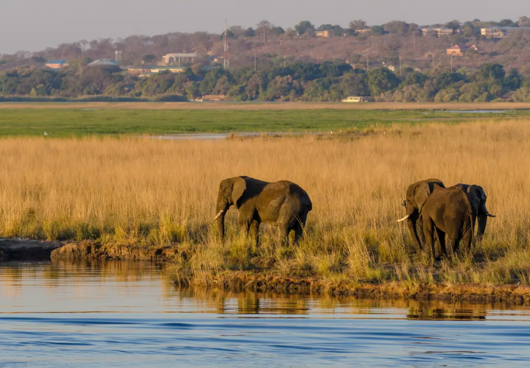 Deux éléphants se promenant le long d'un cours d'eau dans le parc national de Chobe au Botswana