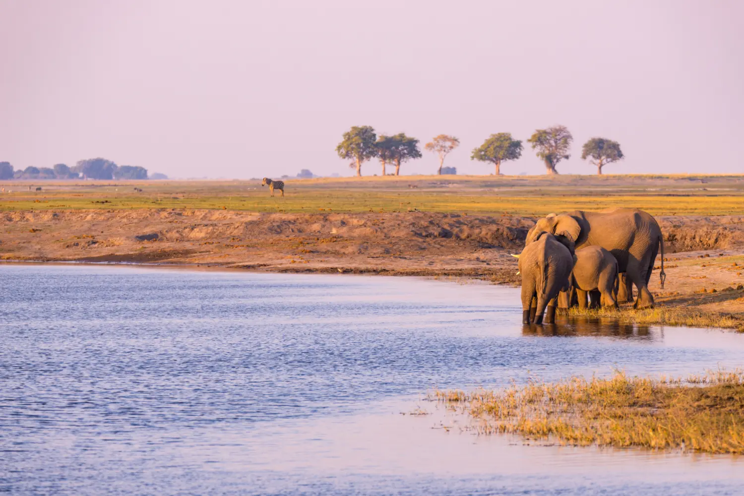 Éléphants s'abreuvant dans un lac au parc de Chobe au Botswana