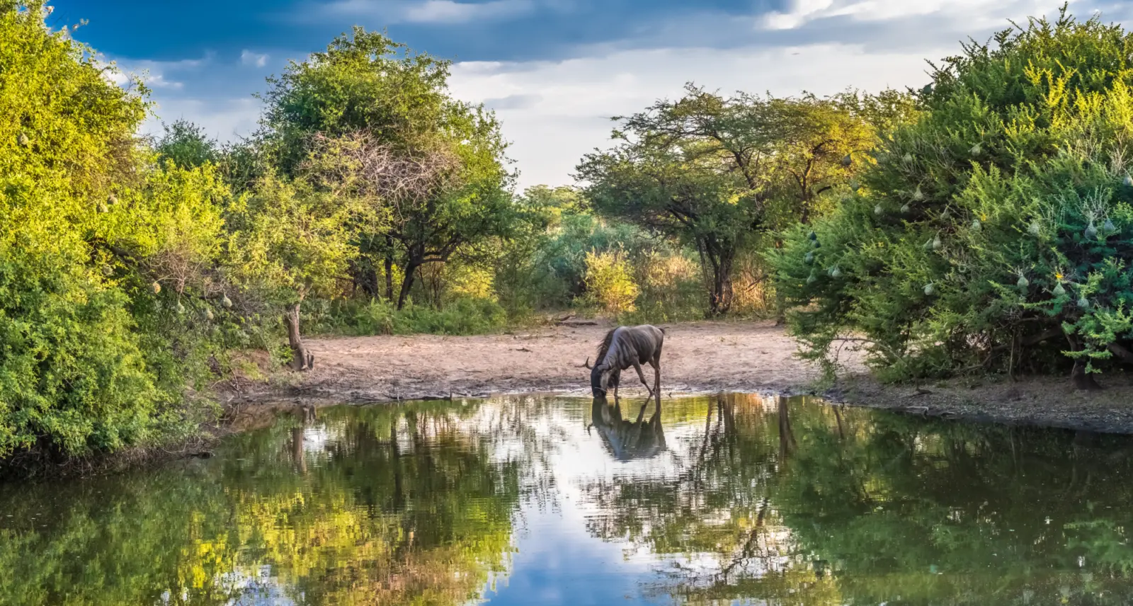 Gnou s'abreuvant dans un lac du parc de Chobe