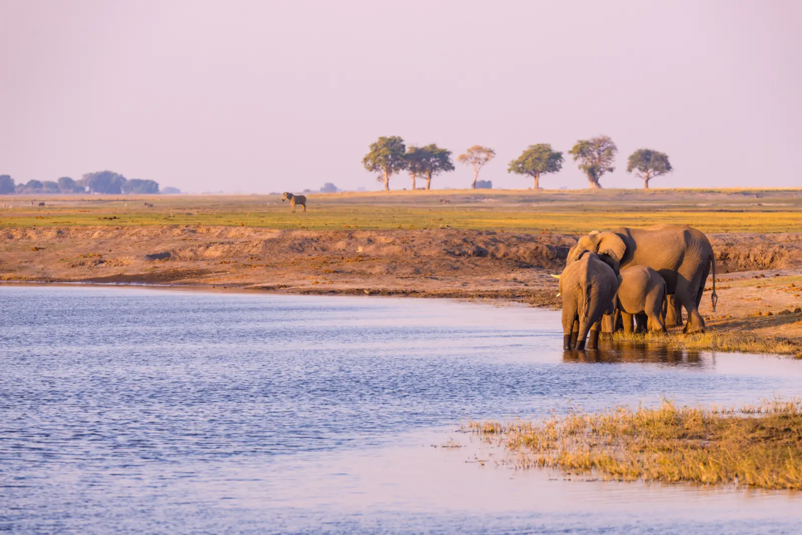 Éléphants s'abreuvant dans un lac au parc de Chobe au Botswana