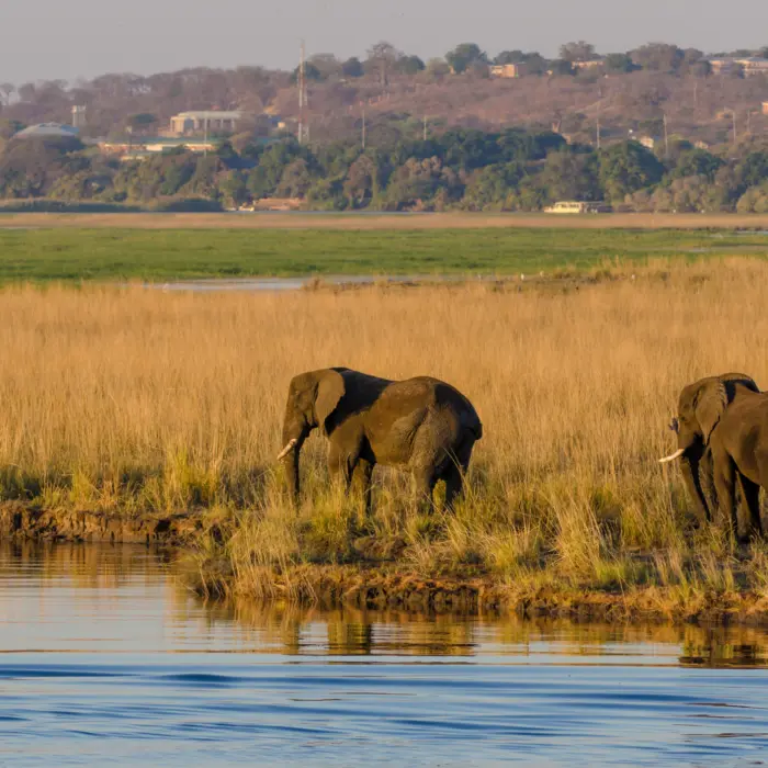 Deux éléphants se promenant le long d'un cours d'eau dans le parc national de Chobe au Botswana
