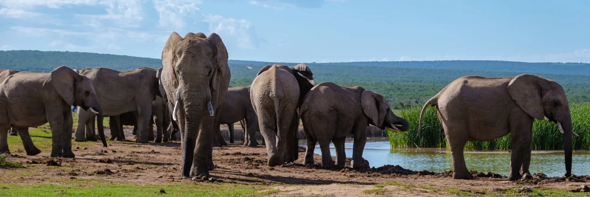 Vue sur un troupeaux d'éléphants près d'une rivière