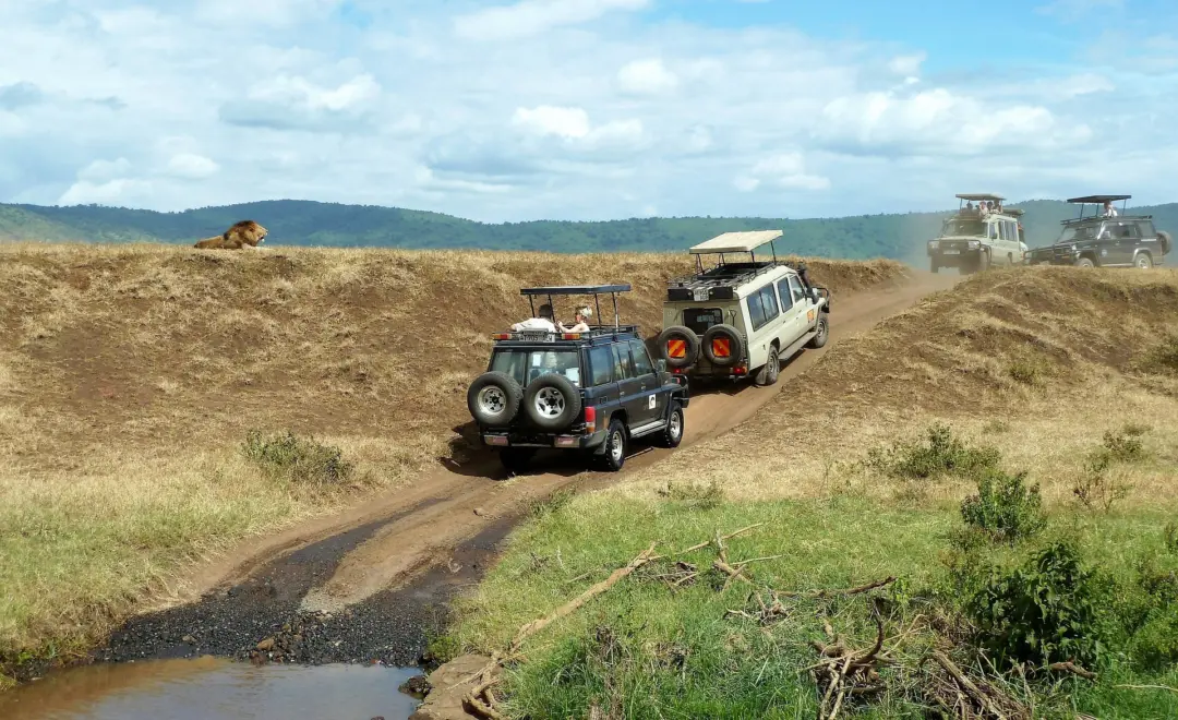 Vue sur deux Jeep passant à proximité d'un lion