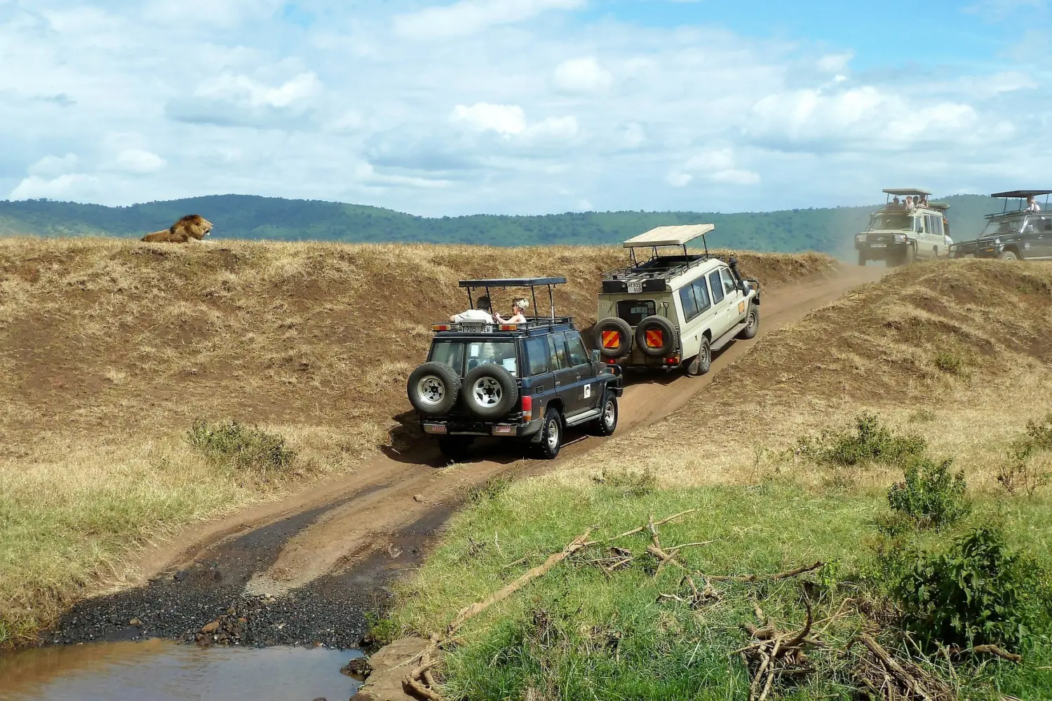 Vue sur deux Jeep passant à proximité d'un lion