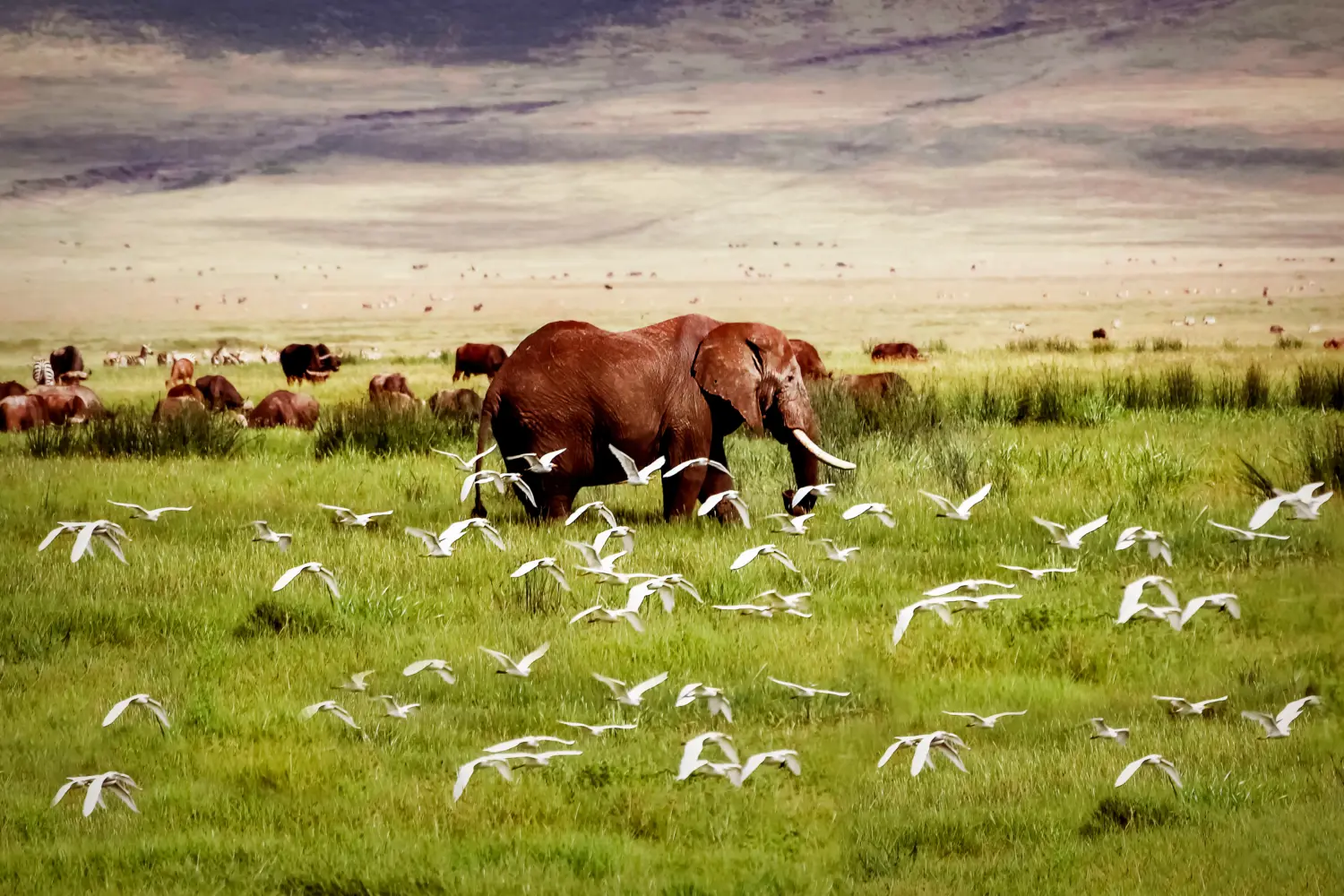 Vue d'un éléphant et d'oiseaux dans une plaine de la Tanzanie