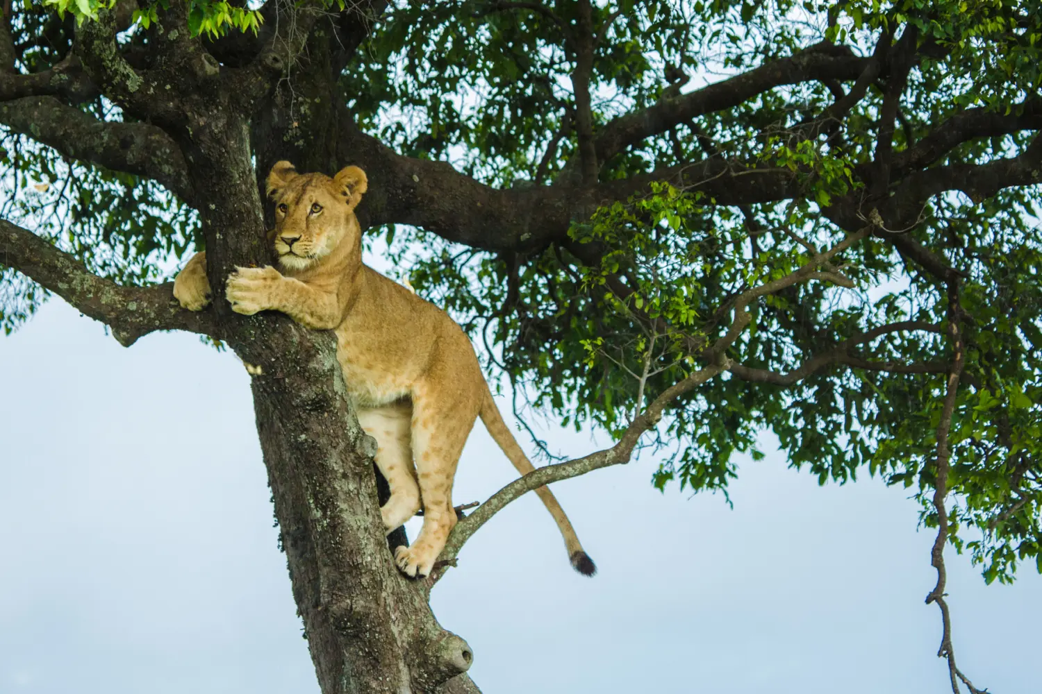 Lionne perchée dans un arbre en Tanzanie