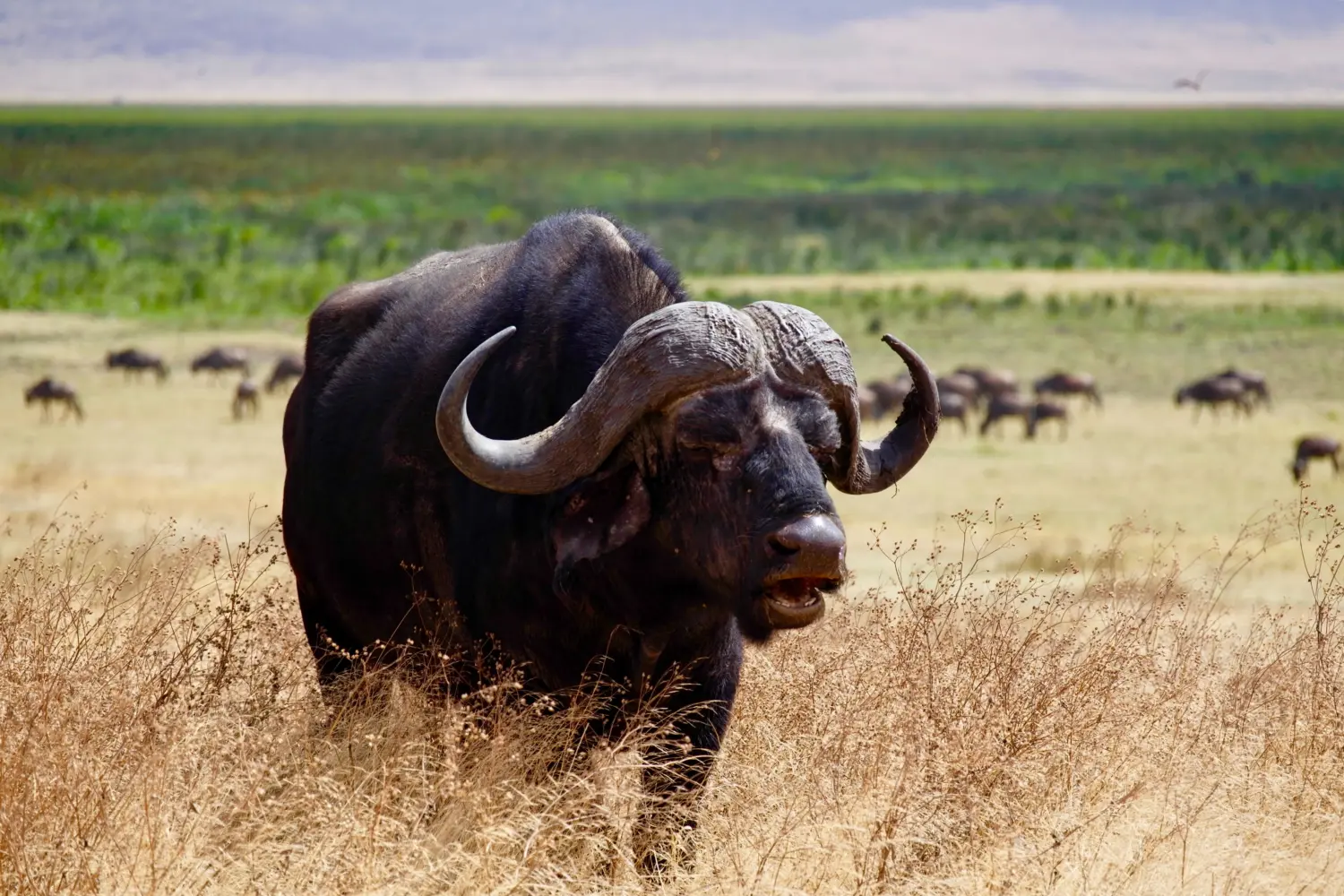 Buffle dans le cratère de Ngorongoro