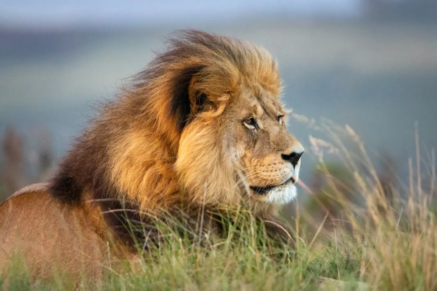 Un lion dans la savane africaine