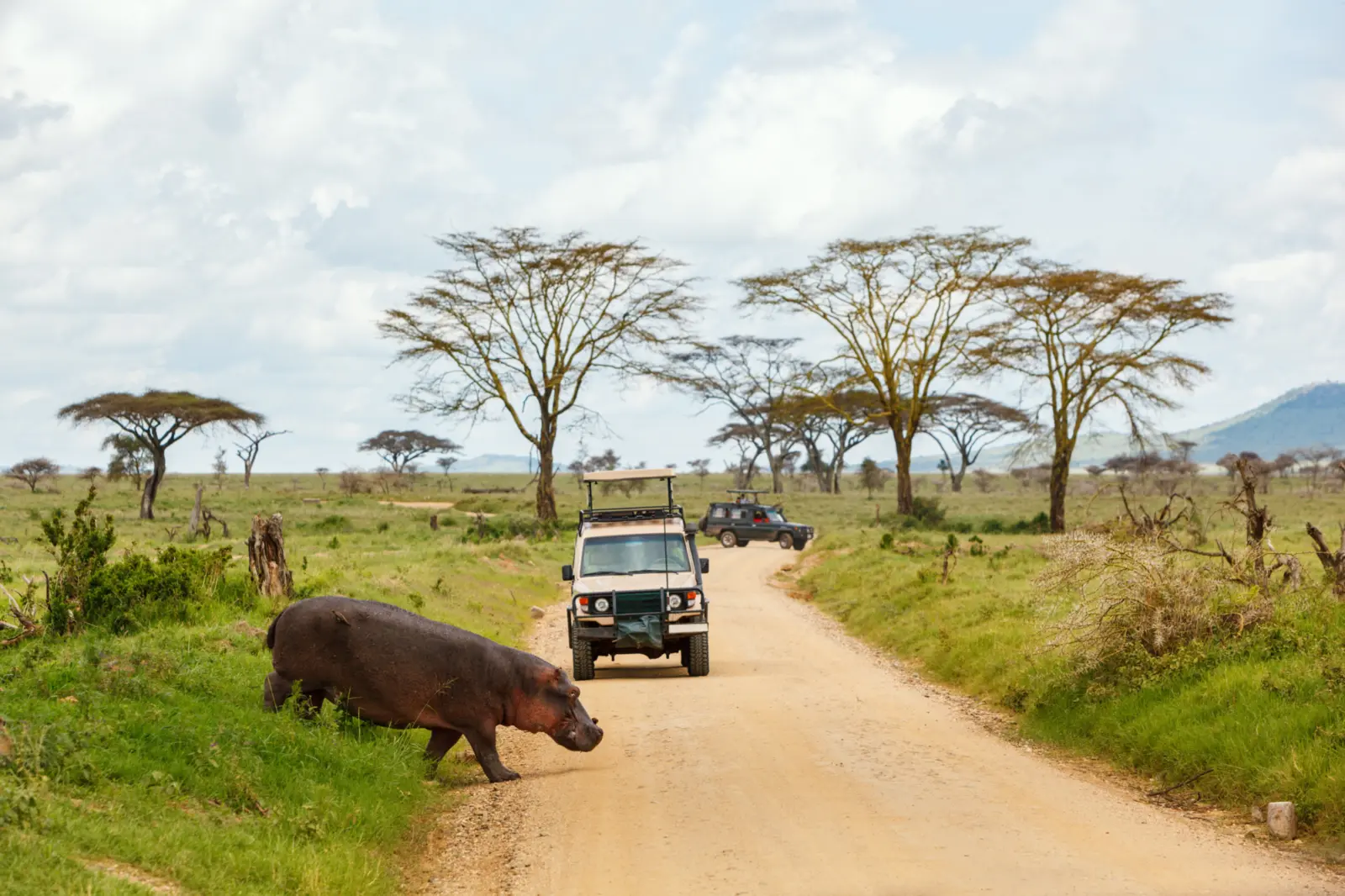 Hippopotame traversant la route devant un jeep