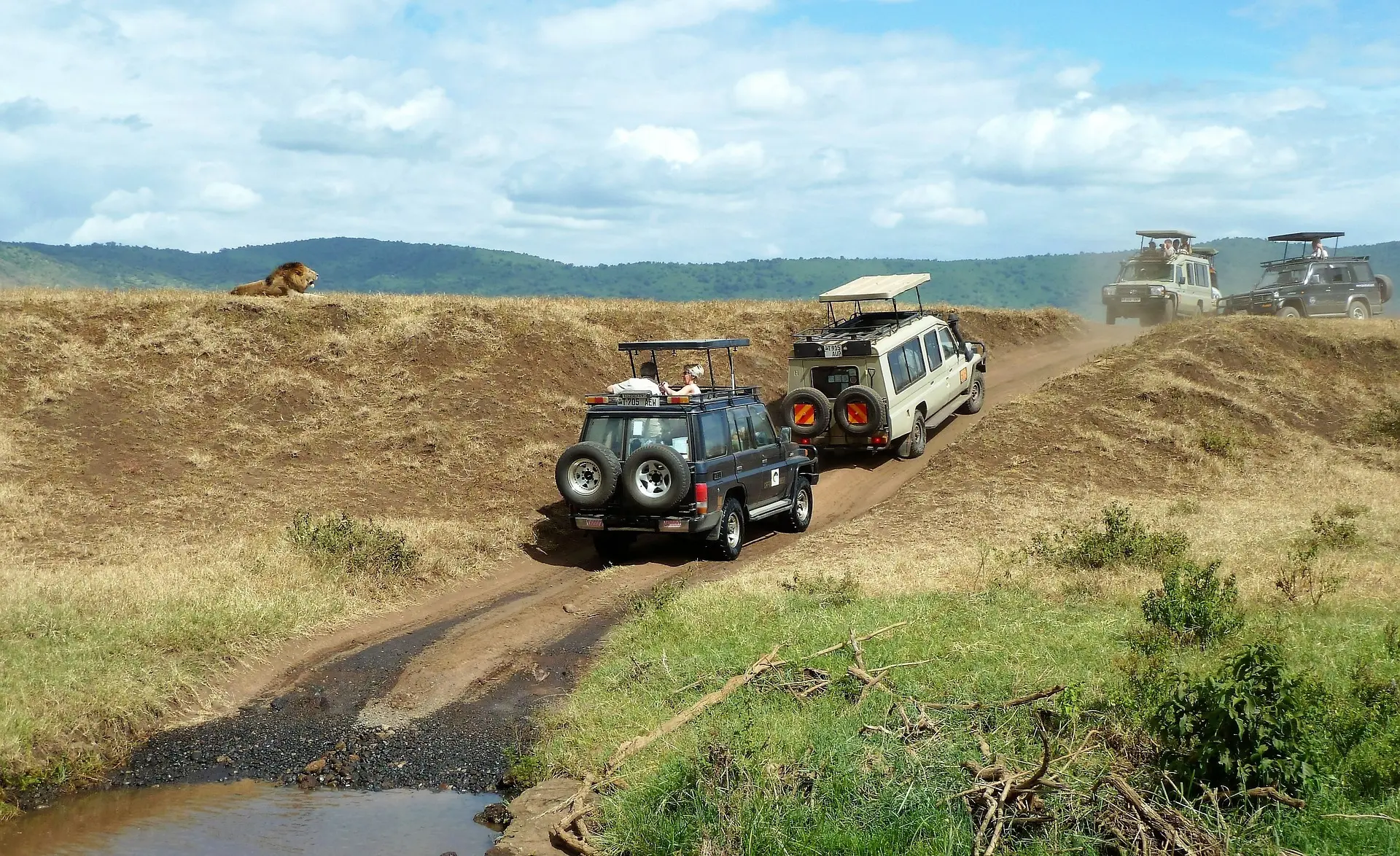 Vue sur deux Jeep passant à proximité d'un lion