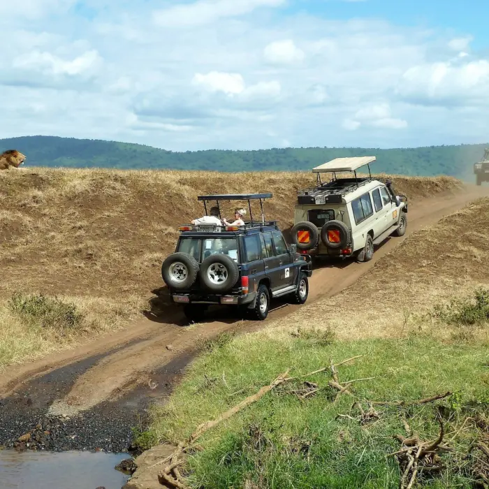 Vue sur deux Jeep passant à proximité d'un lion