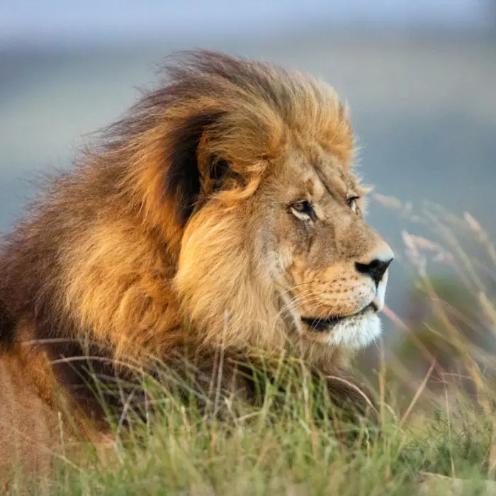 Un lion dans la savane africaine