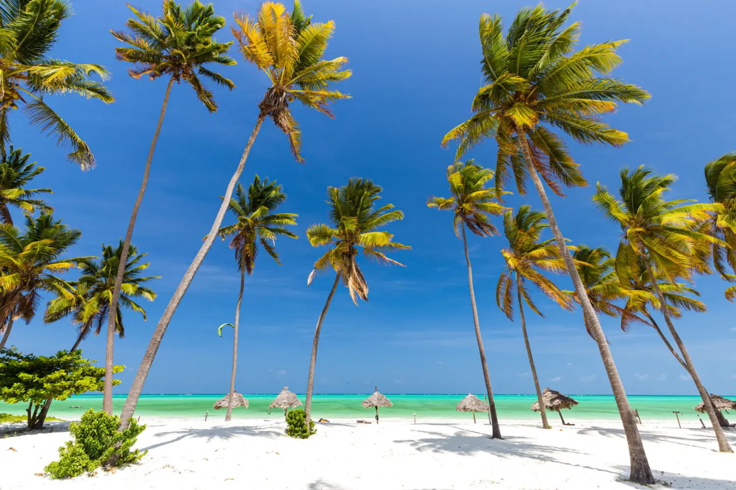 Une plage avec des palmiers à Zanzibar