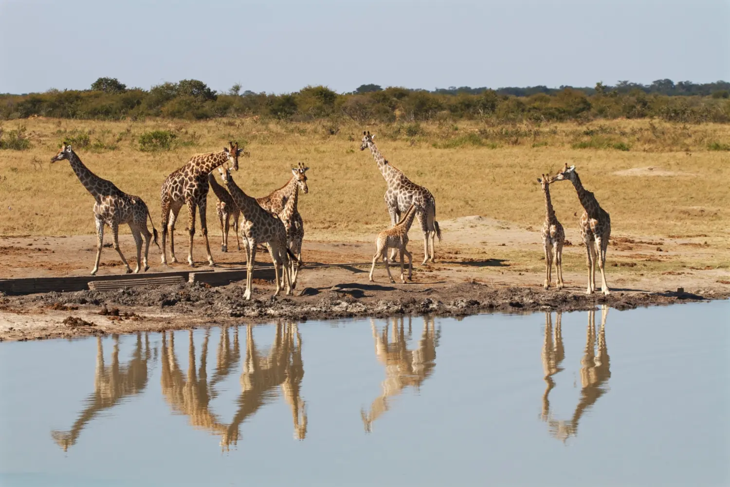 Des girafes s'abreuvant dans un cours d'eau en Afrique