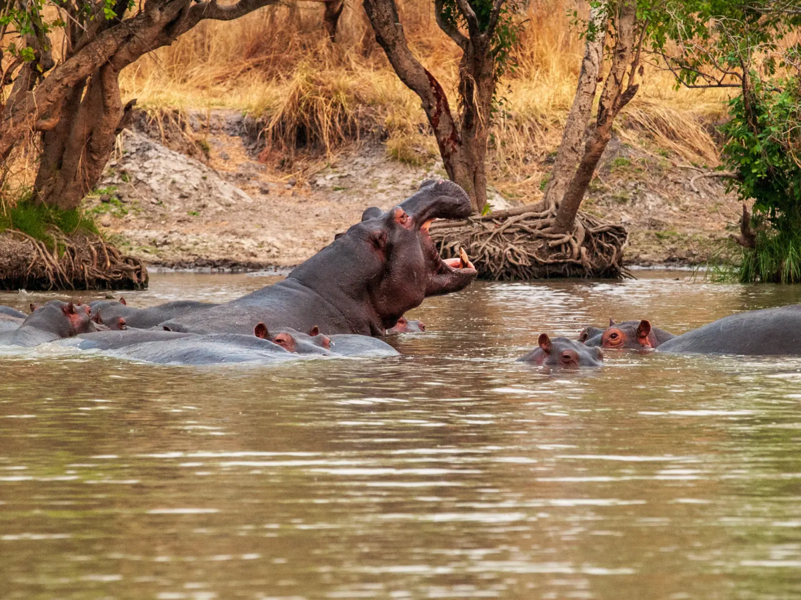 Des hippopotames dans le Zambèze, fleuve au Zimbabwe