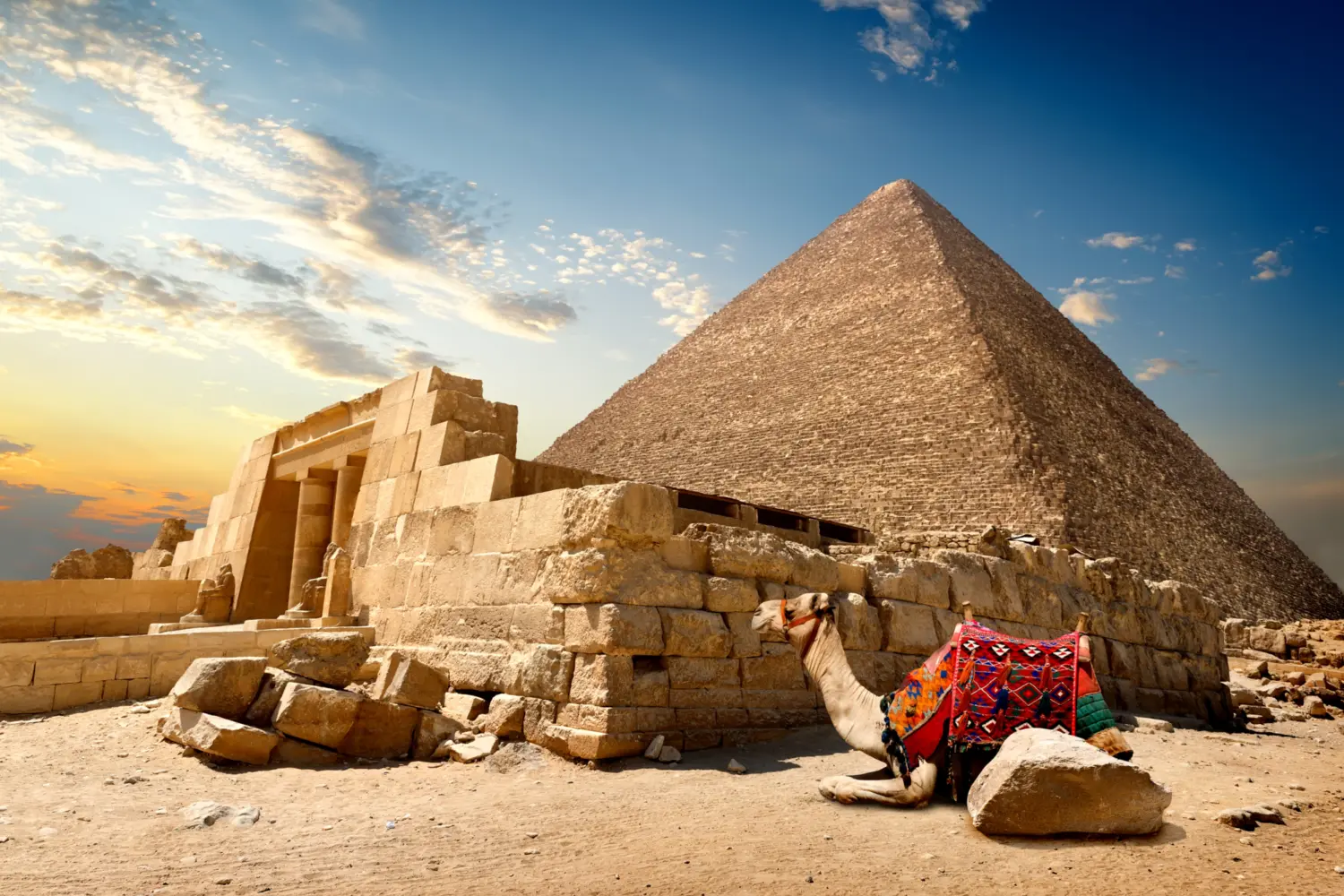 Chameau au pied des pyramides de Gizeh en Égypte