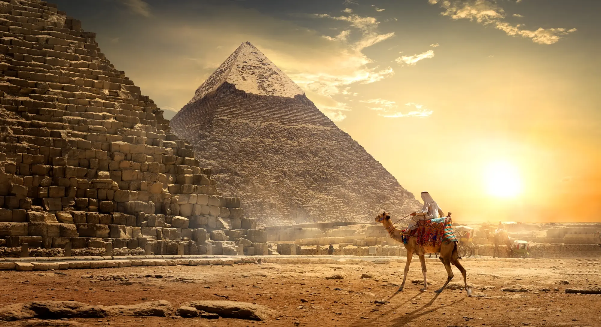 Chameau au pied des pyramides de Gizeh en Égypte