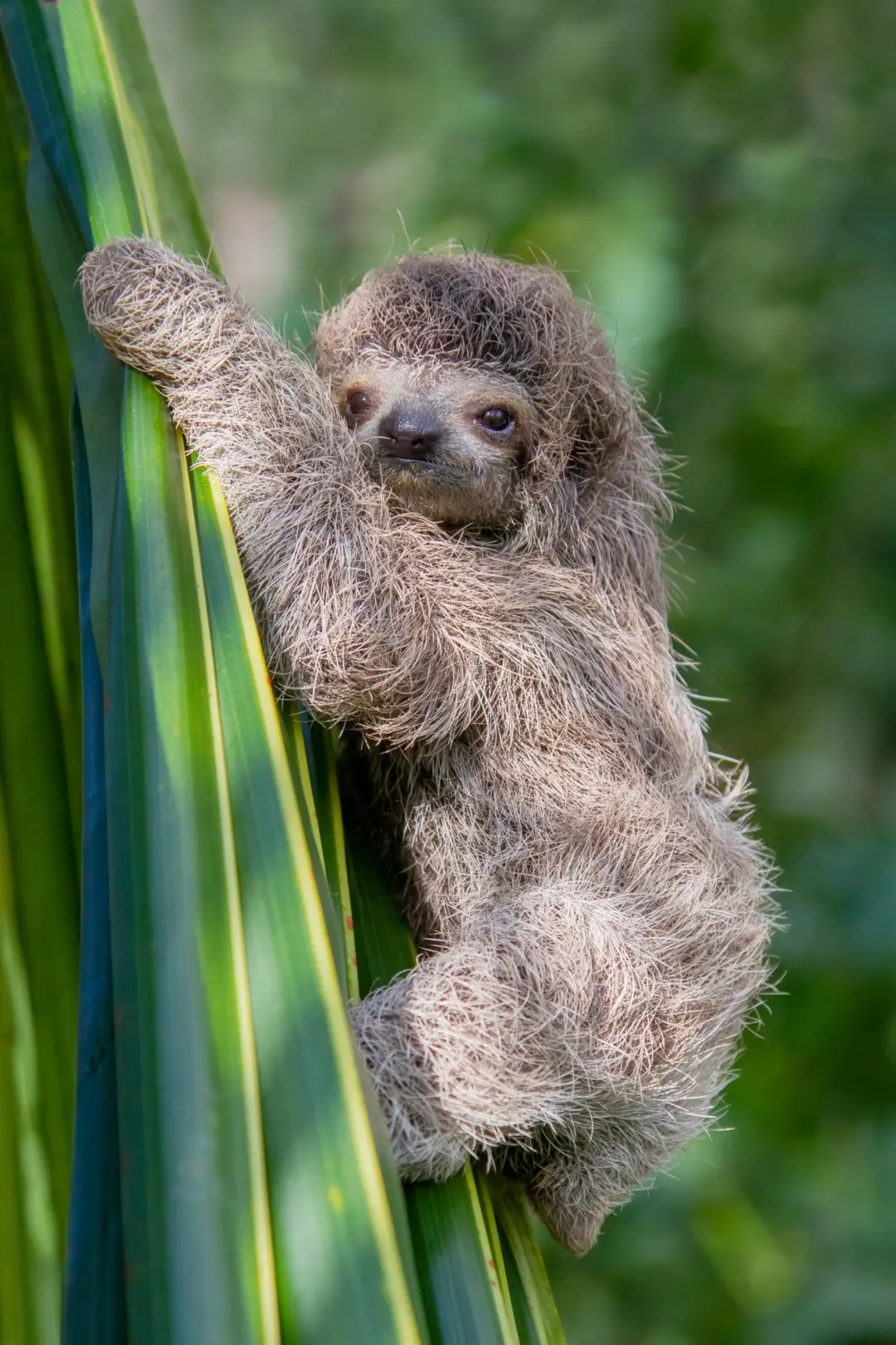 Paresseux accroché à des feuilles