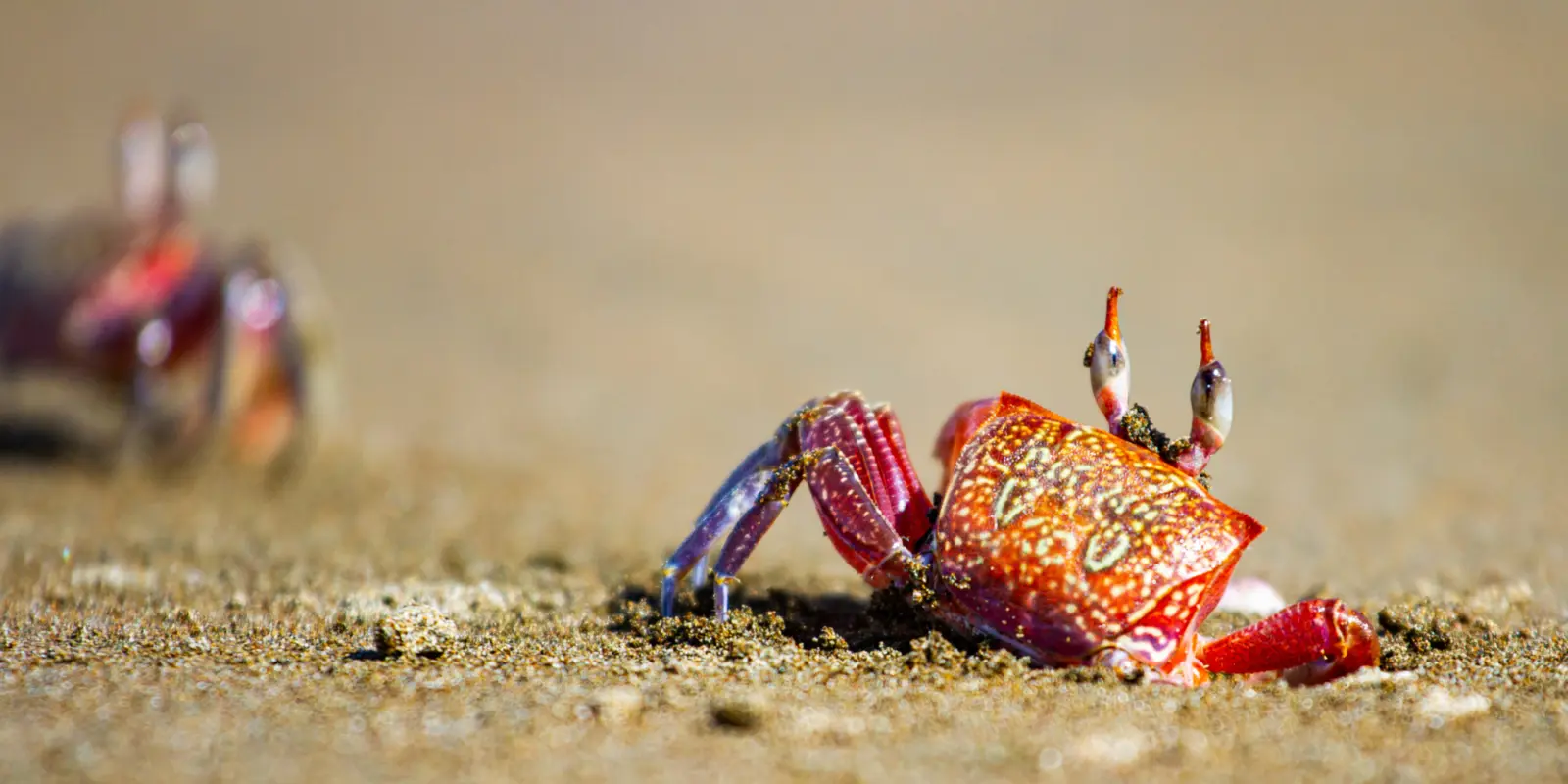 Crabe sur la plage au Costa Rica