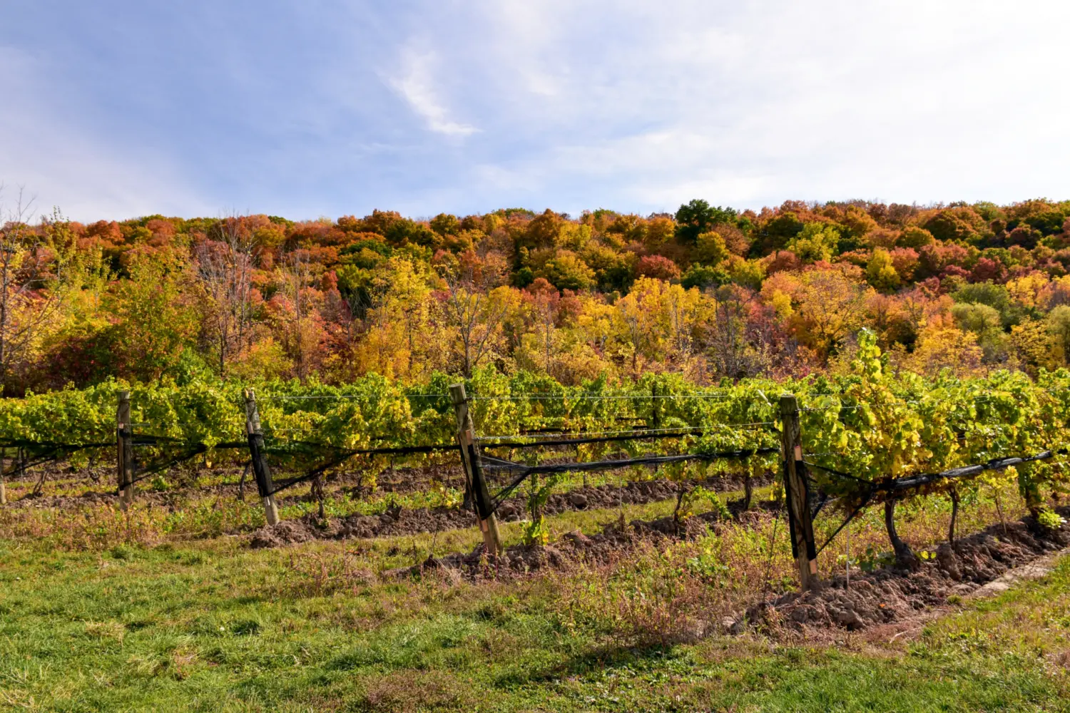 Un vignoble à Niagara en automne