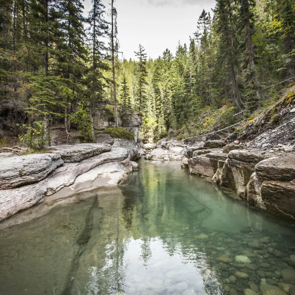 Paysage typique du parc national de Jasper en Alberta avec vue sur un cours d'eau entourée de forêt