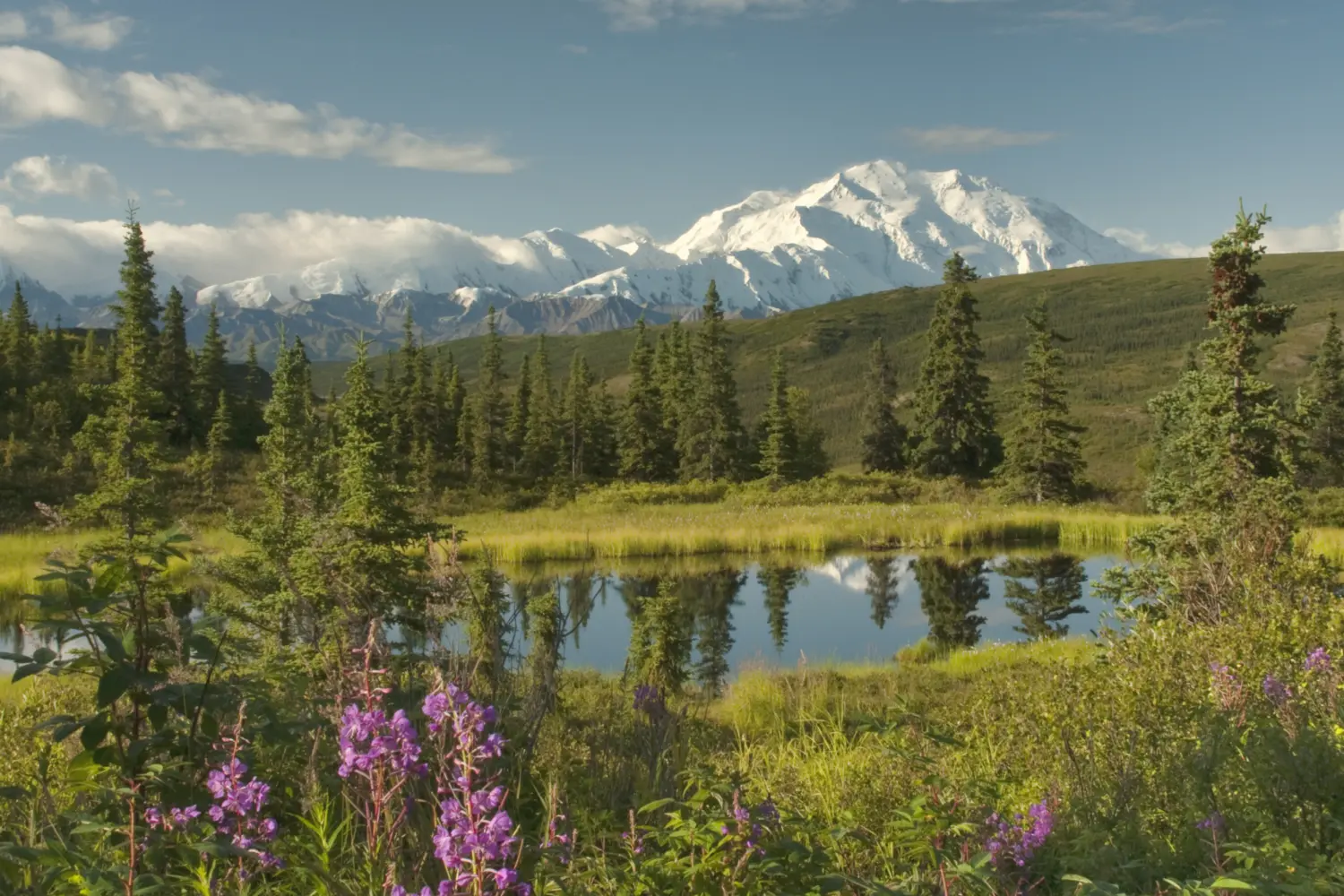 Vue sur les magnifiques paysages du parc national de Denali en Alaska avec le mont McKinley en arrière-plan