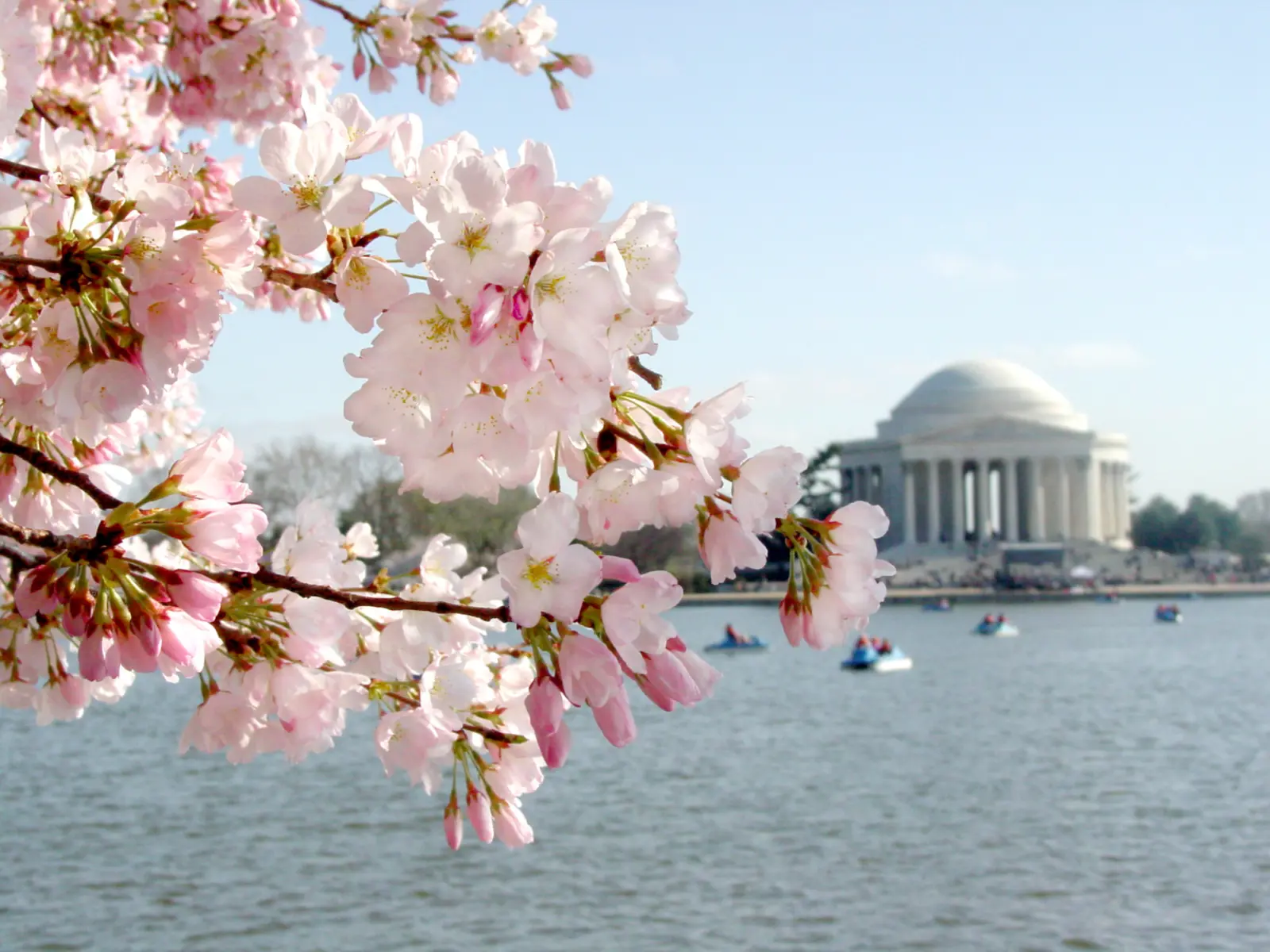 Vue sur le Jefferson Memorial à Washington avec les cerisiers en fleurs