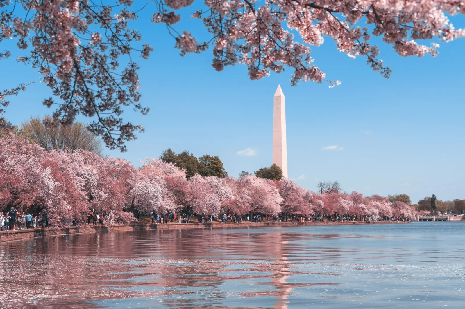 Vue sur le Washington Monument, dans le district de Colombia aux États-Unis, avec les cerisiers en fleurs