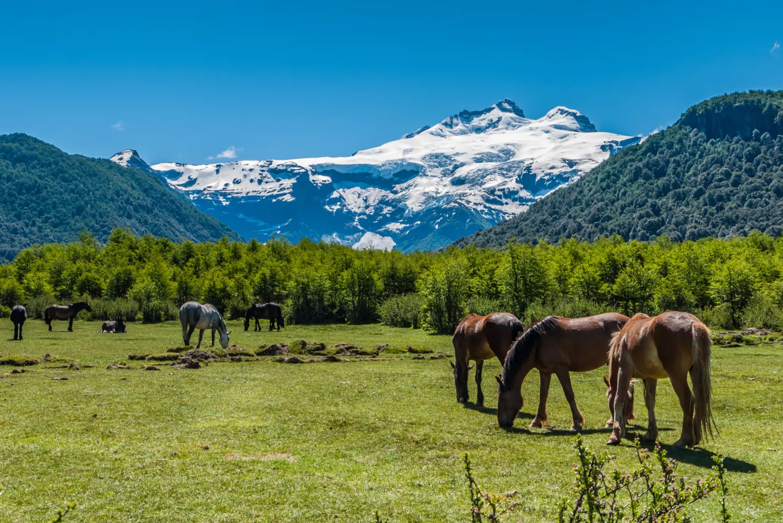 Des chevaux qui paissent paisiblement dans la prairie de Pampa Linda, avec le sommet enneigé du Cerro Tronador en arrière-plan, en Patagonie argentine.