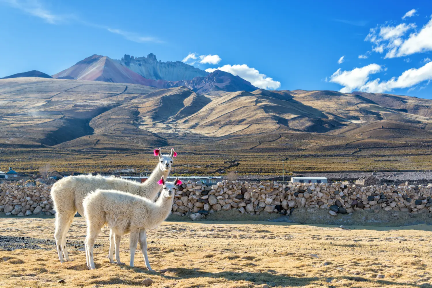 Les lamas que l'on peut apercevoir dans la campagne bolivienne avec un magnifique ciel bleu