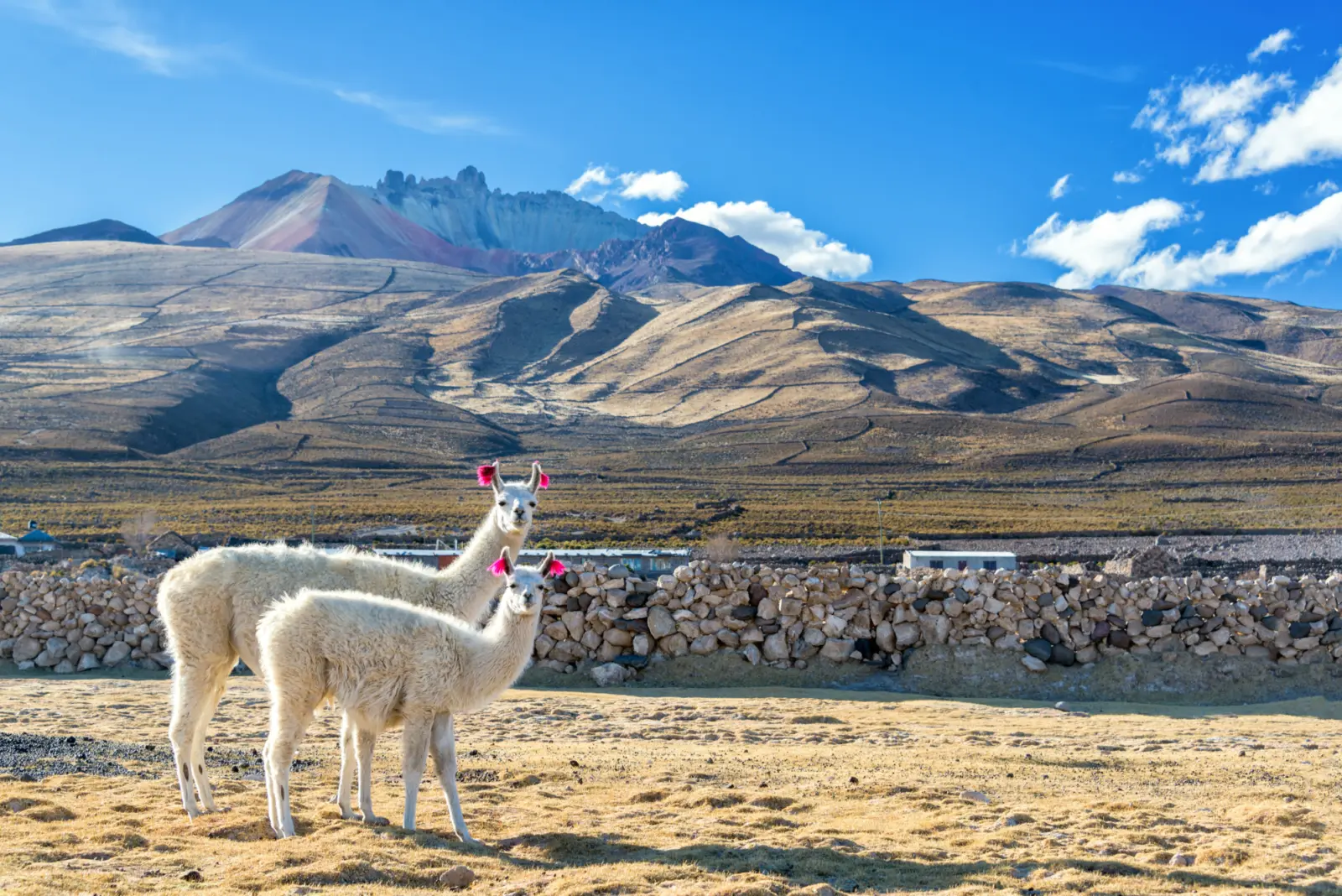 Les lamas que l'on peut apercevoir dans la campagne bolivienne avec un magnifique ciel bleu