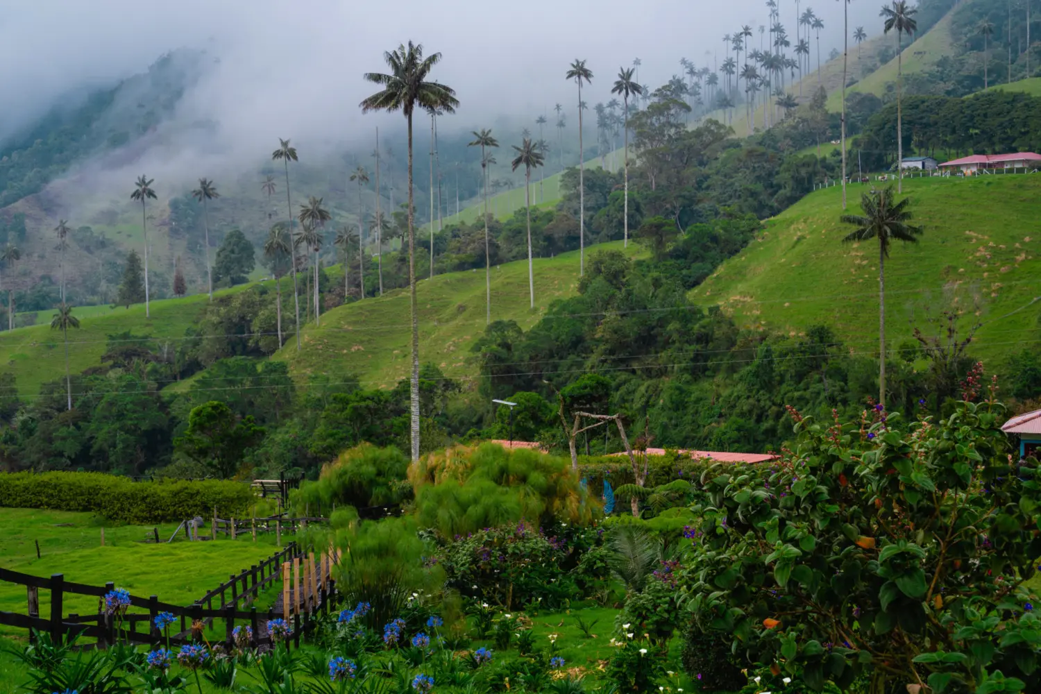 Paysage de la région de Salento avec ses fameux palmiers en Colombie