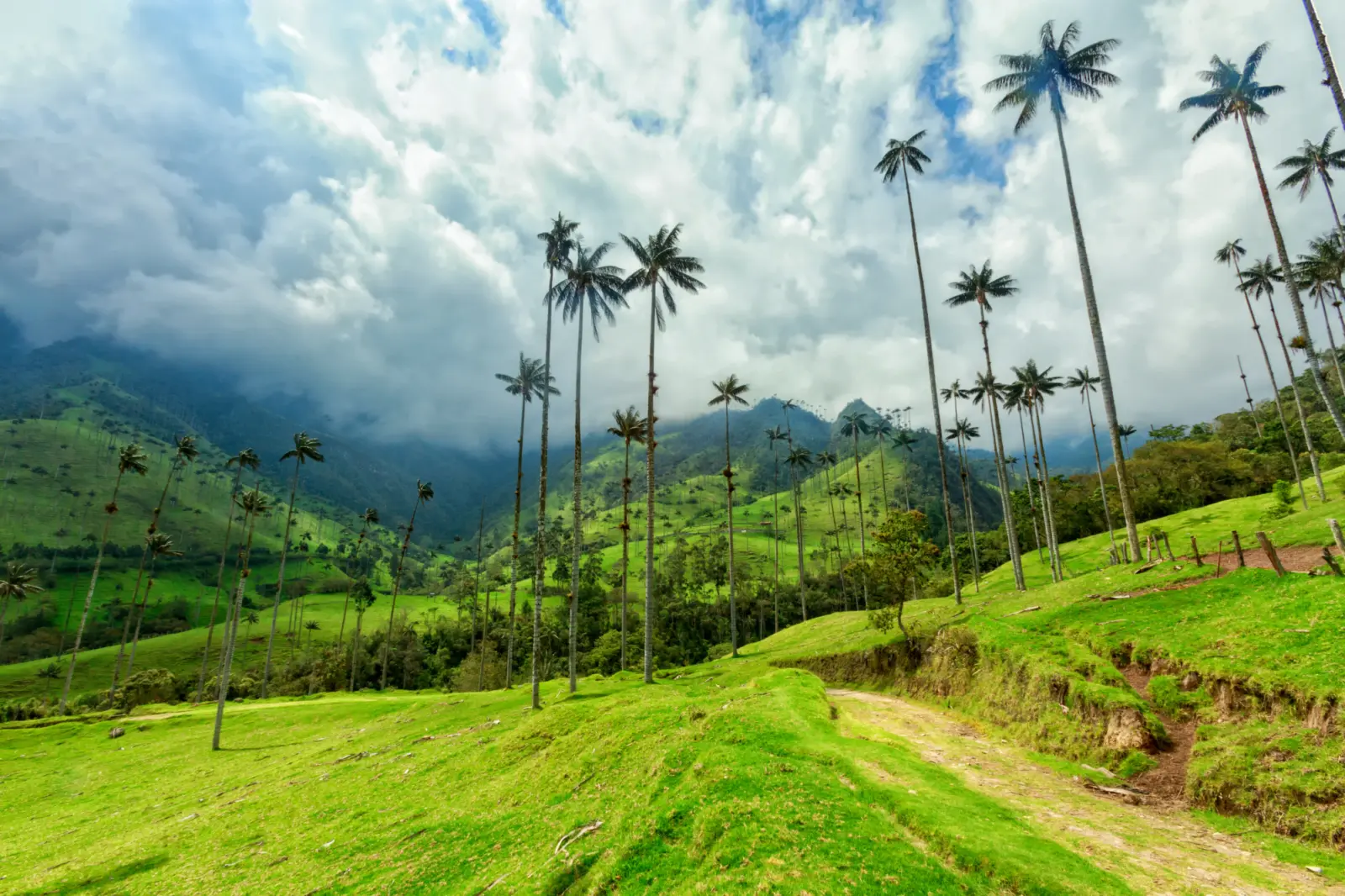 Une vallée remplie de palmiers en Colombie