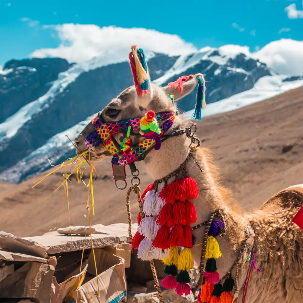 Un lama aux habits péruviens dans les montagnes de Cusco au Pérou