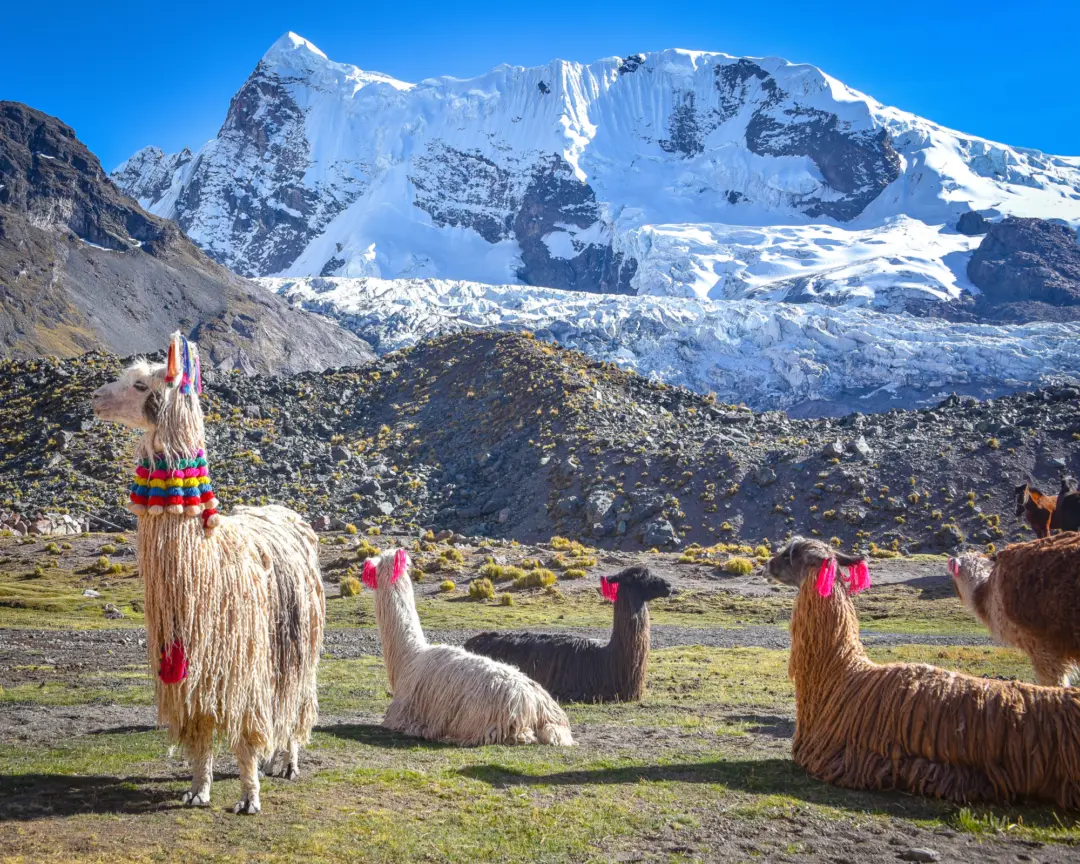 Des lamas aux habits péruviens dans les montagnes de Cusco au Pérou