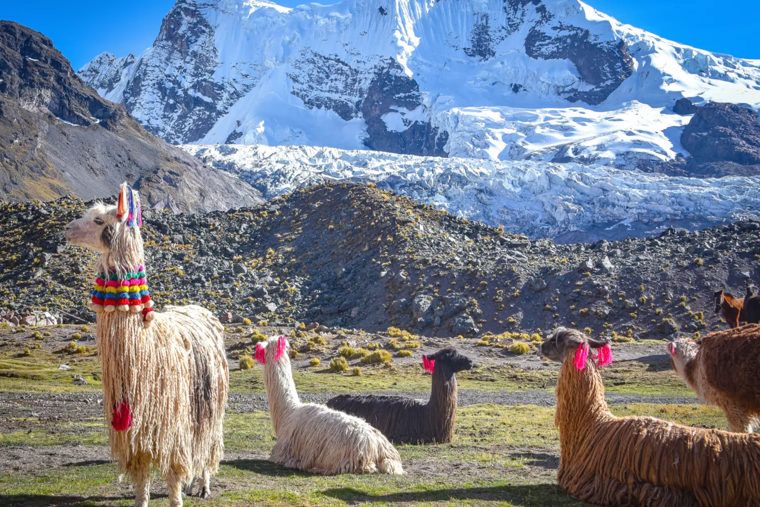 Des lamas aux habits péruviens dans les montagnes de Cusco au Pérou