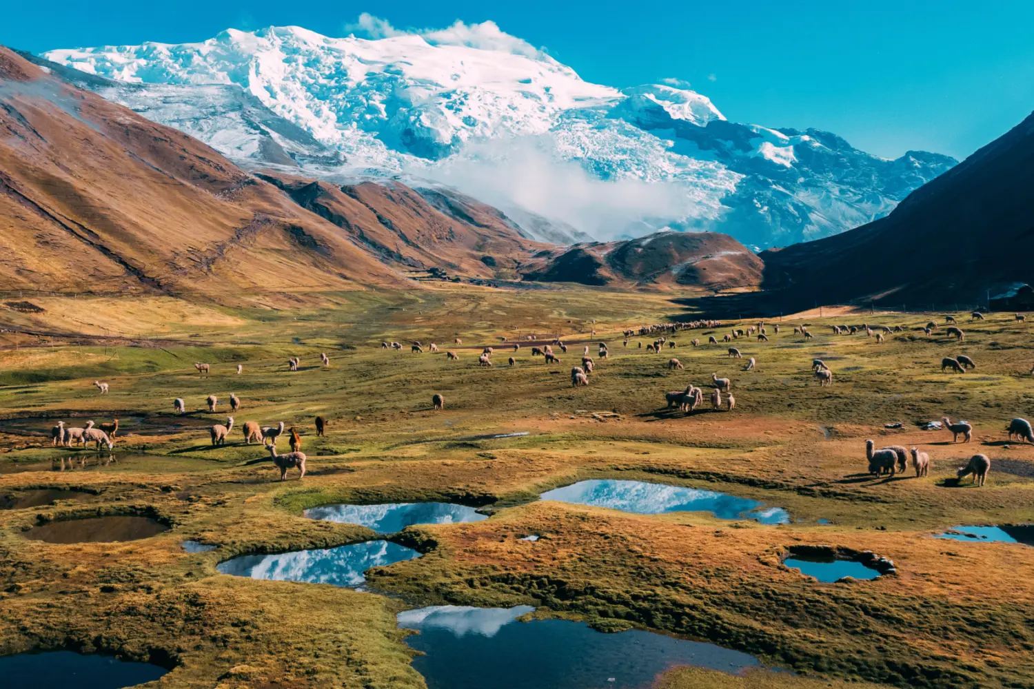 Des lamas au pied des montagnes de la région de Cusco au Pérou