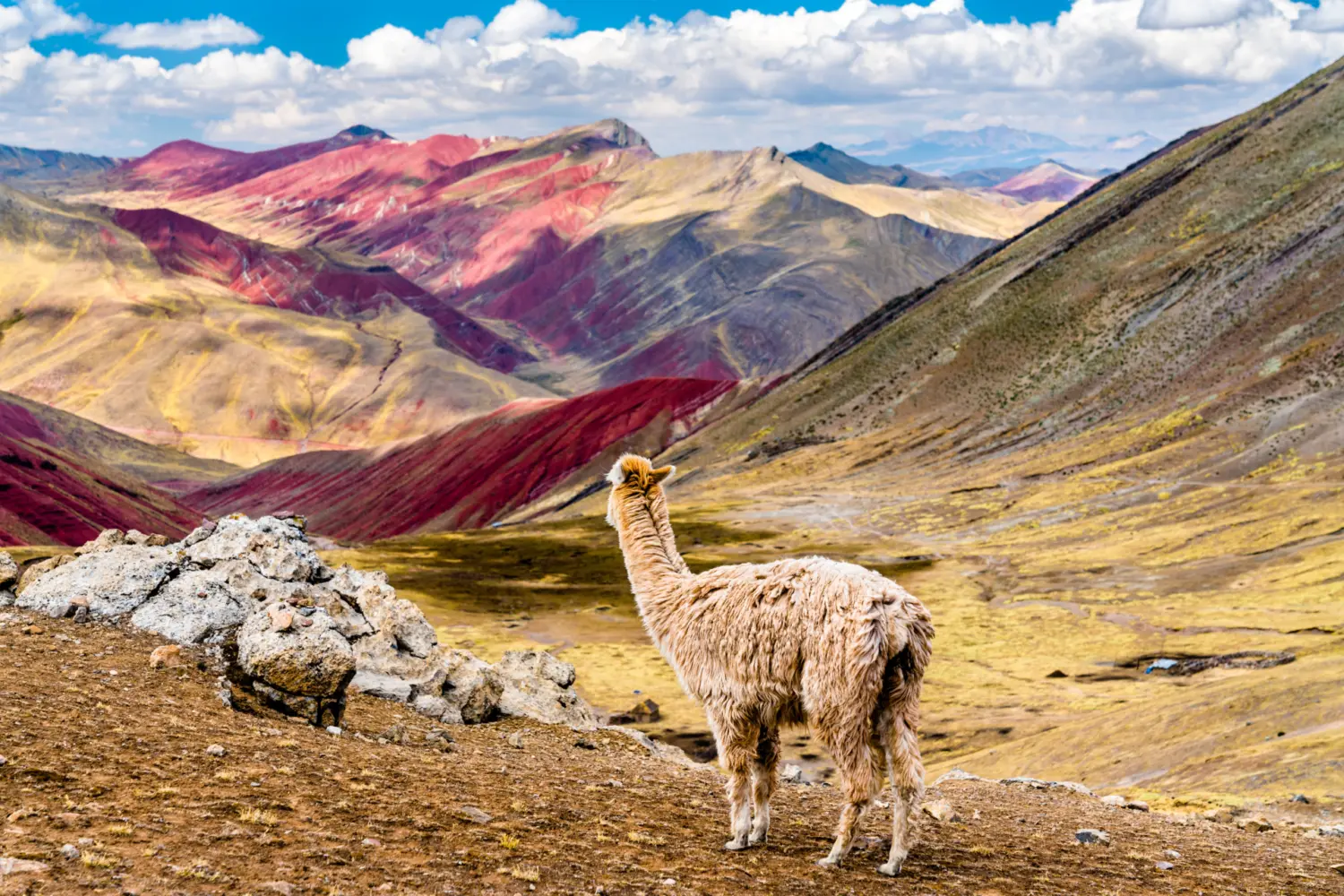 Un lama devant la montagne arc-en-ciel, Vinicunca, au Pérou