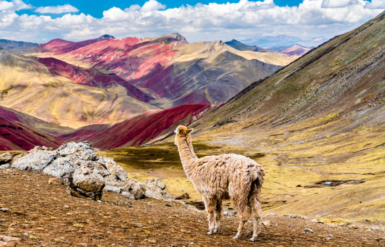 Un lama devant la montagne arc-en-ciel, Vinicunca, au Pérou