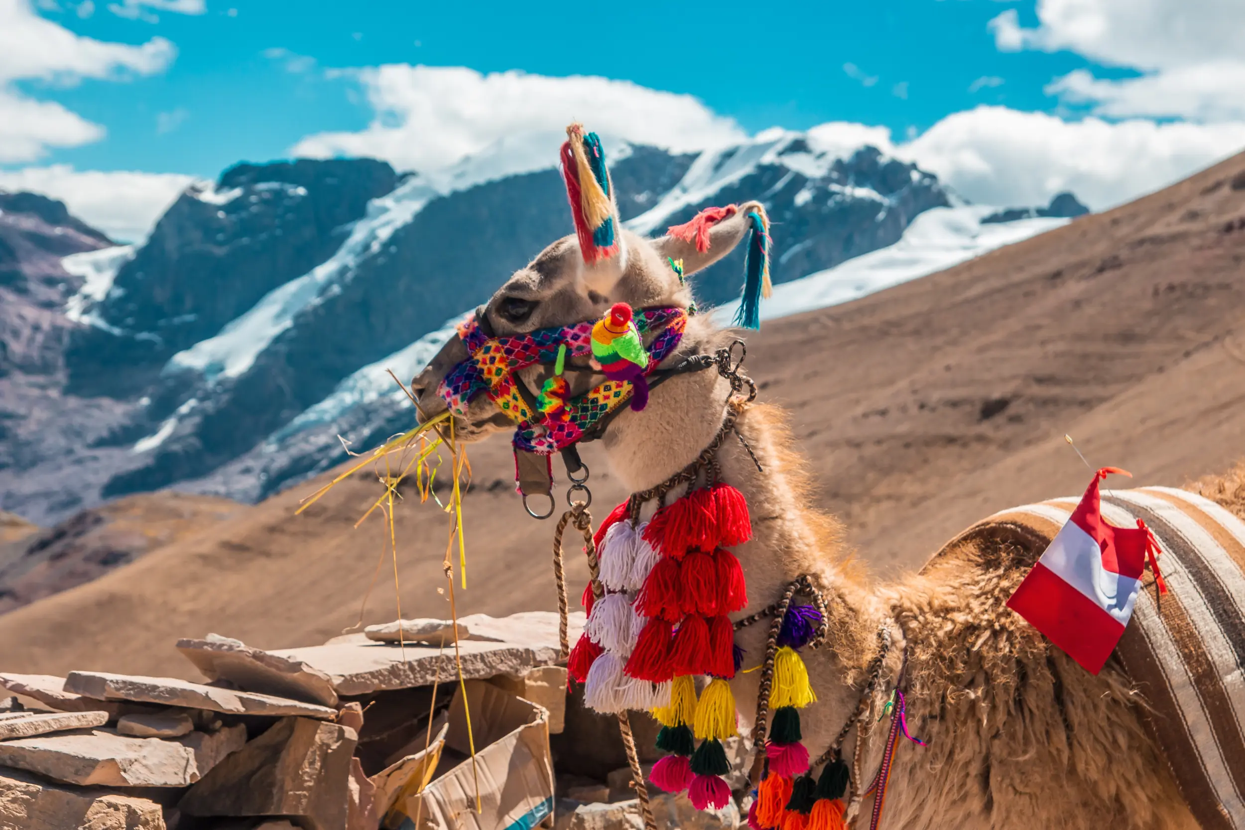 Un lama aux habits péruviens dans les montagnes de Cusco au Pérou
