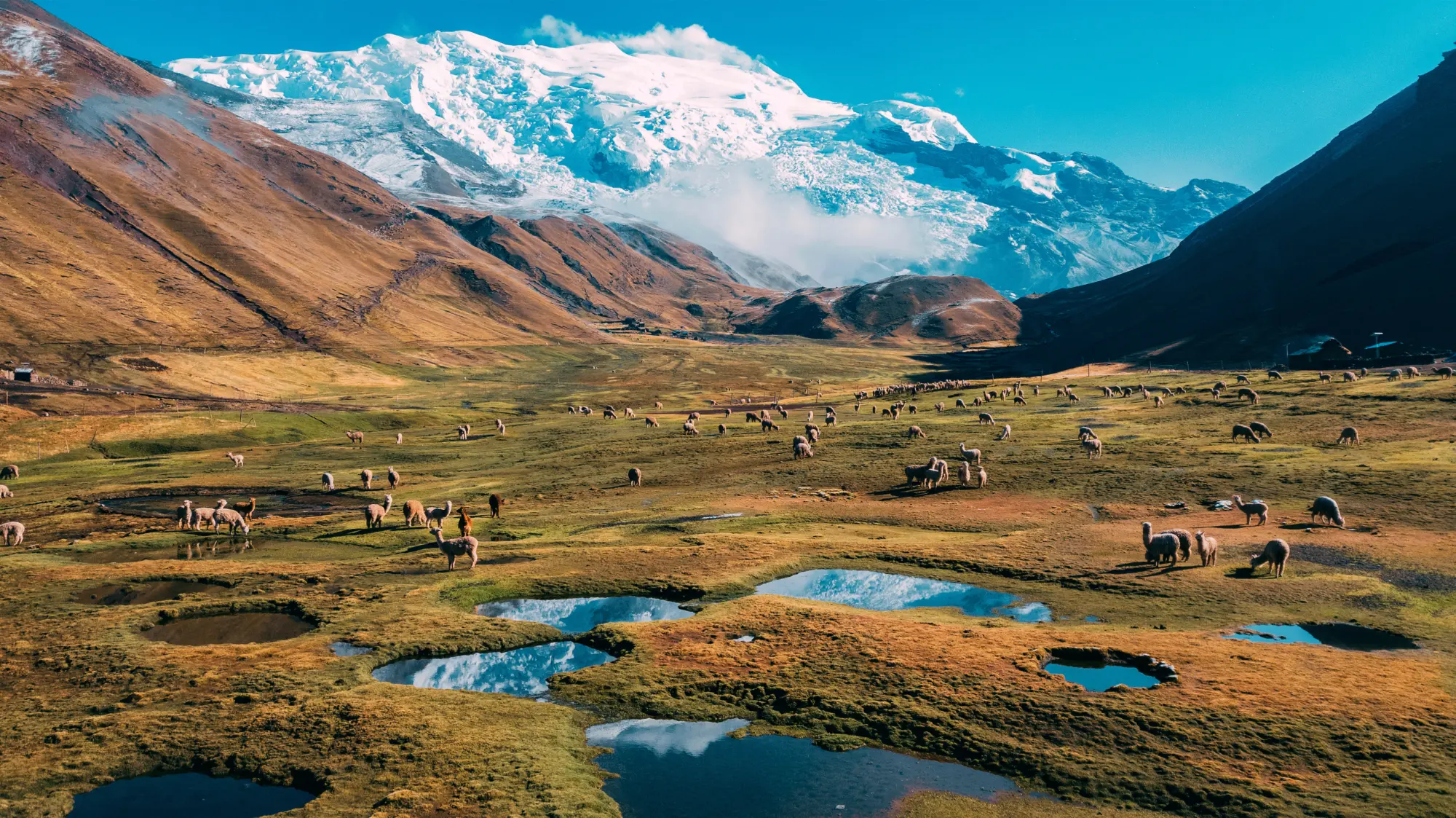 Des lamas au pied des montagnes de la région de Cusco au Pérou