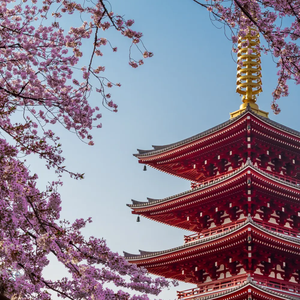 Le Senso-ji entouré de cerisiers en fleurs, un temple bouddhiste dans le quartier d'Asakusa à Tokyo au Japon